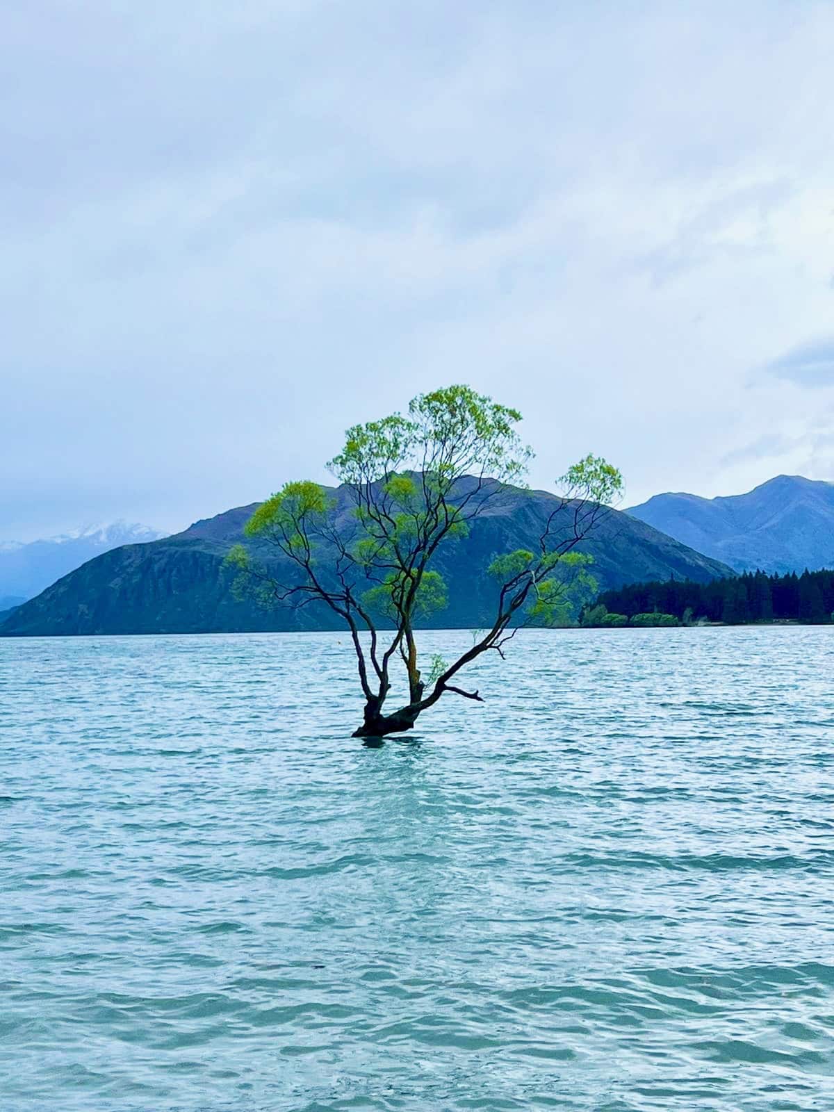 5 Ngày 4 Đêm Khám Phá Queenstown và Đảo Nam New Zealand 2