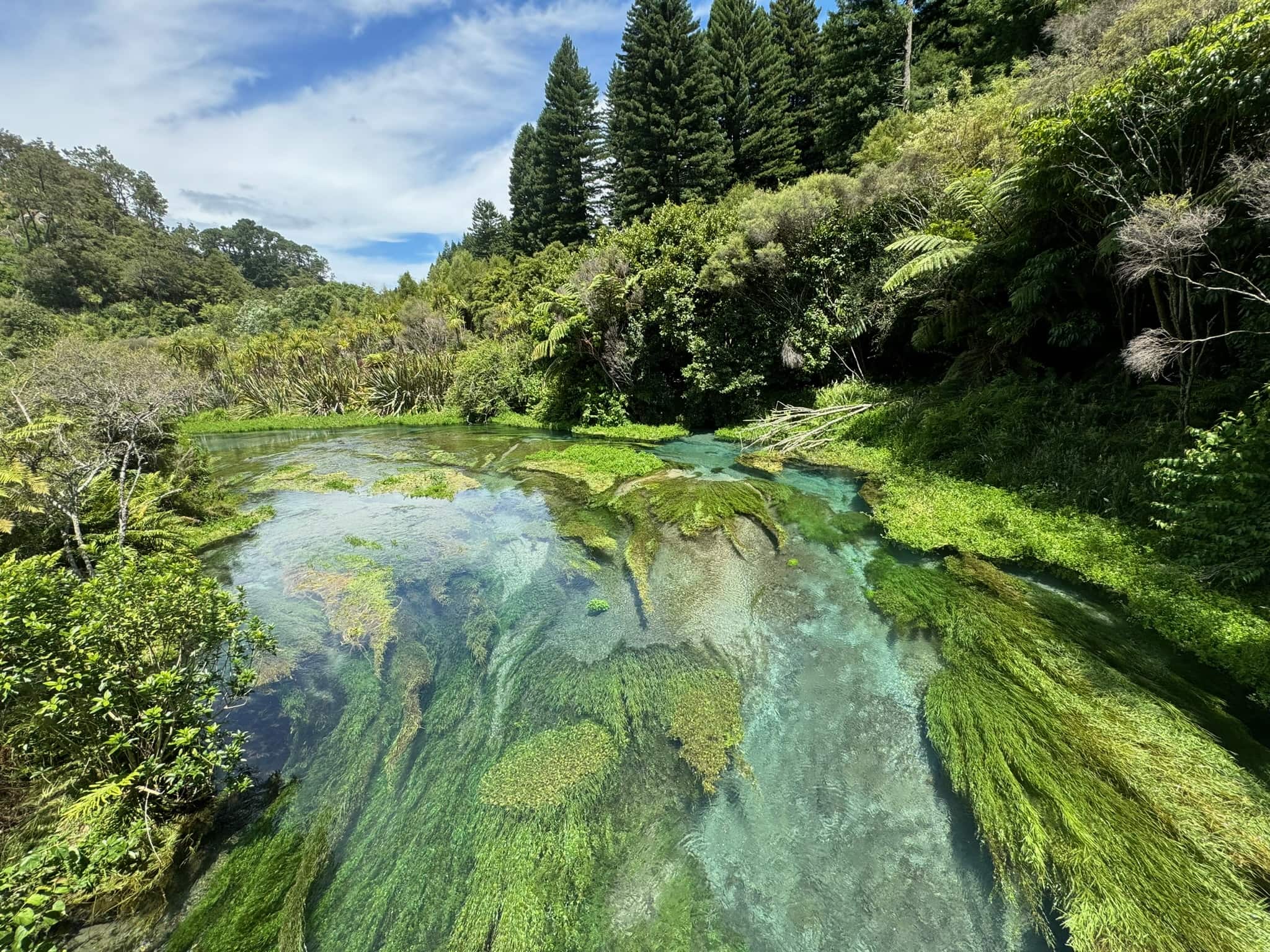 Hobbiton & Blue Springs từ Auckland 2